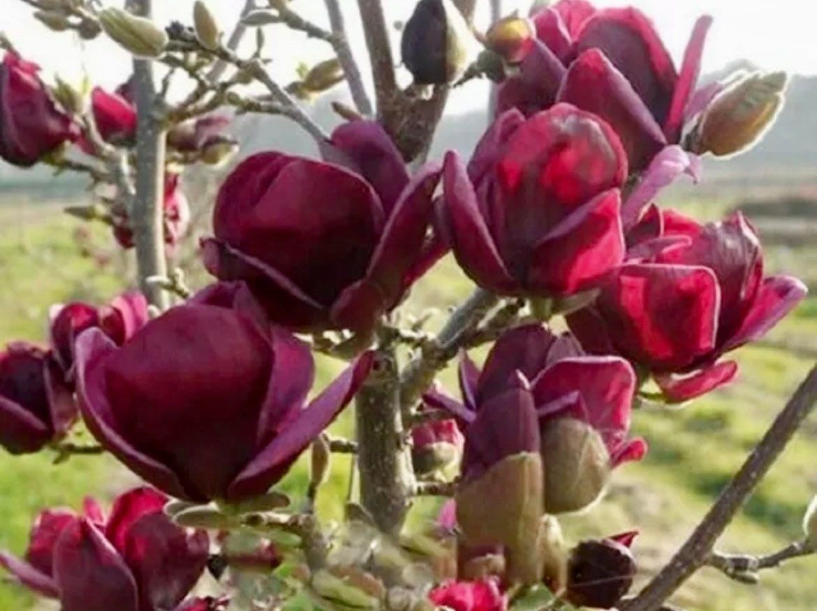 Genie Dark Red Yulan Magnolia Tree Seeds ~ Fragrant Flowers ~ Home Garden ~ Exotic Flower ~ Rare