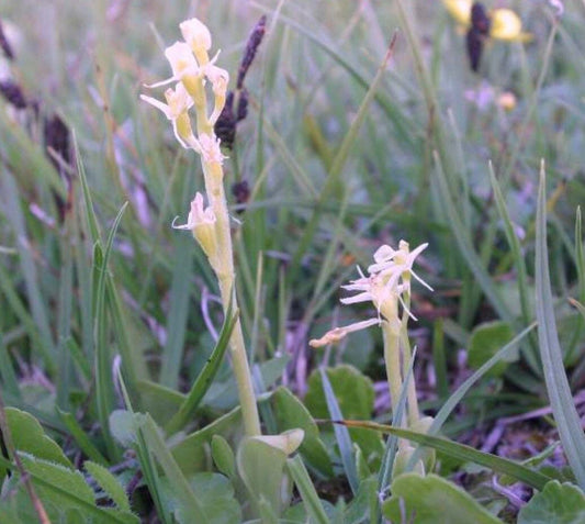 Liparis Loeselii Seeds ~ Fern Orchid ~ Yellow Widelip Orchid ~ Bog Twayblade ~ Orchids ~ Usual Flowers ~ Exotic Flower