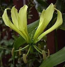 Gloriosa Lutea Seeds ~ Rare ~ Grow Your Own ~ Spring Flowers ~ Instead of Flowers ~ Presents