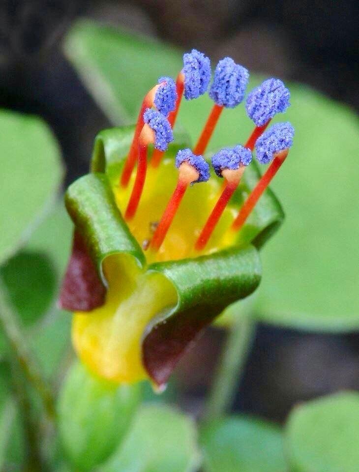 The Creeping Fuchsia Seeds ~ Fuchsia Procumbens ~ Exotic ~ Unique ~ Fun ~ Bees ~ Butterflies ~ Beautiful Flowers