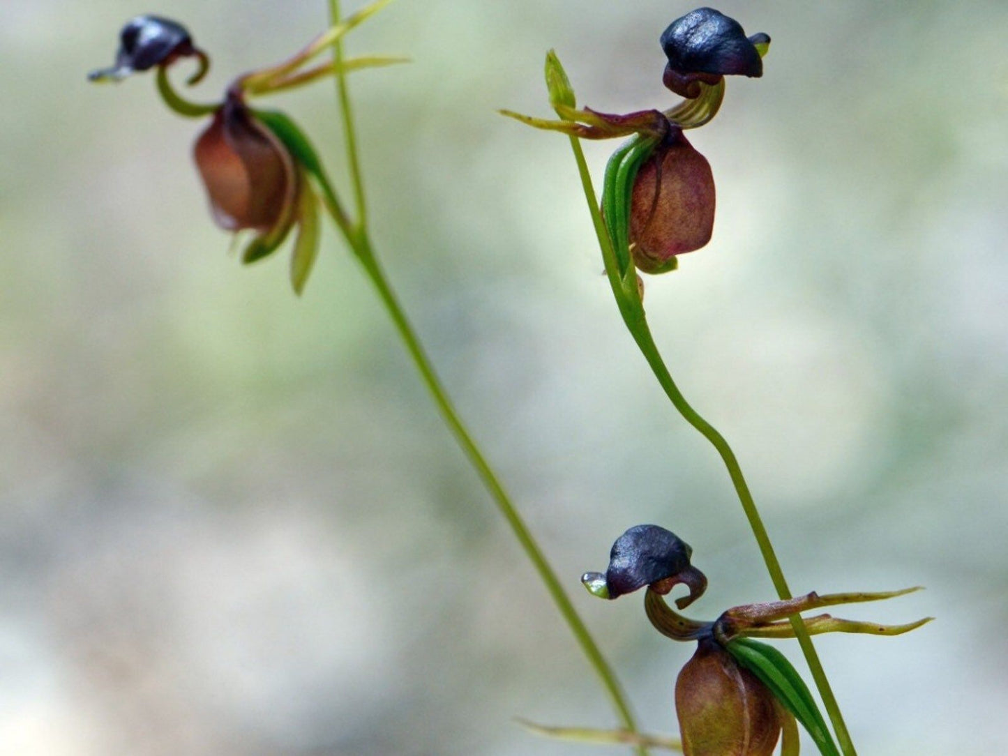 Giant Duck Orchid Seeds ~ Caleana Major ~ Exotic ~ Grow Your Own ~ Bird ~ Unique Flowers ~ Indoor Plants