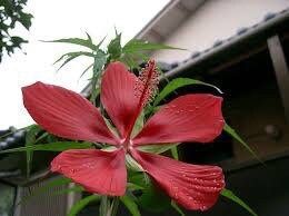 Red Star Water Hibiscus Seeds ~ Hibiscus Coccineus ~ Scarlet Hibiscus ~ Scarlet Rosemallow ~ Wildflowers ~ Butterflies ~ Bees ~ Blooms