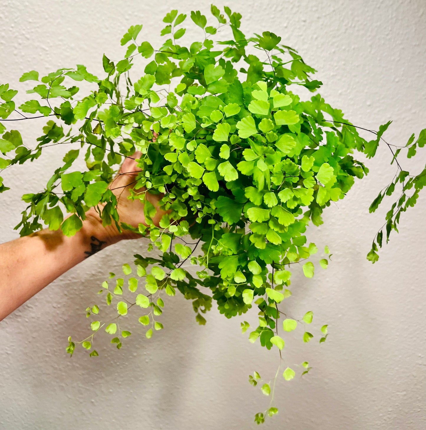 Maidenhair Fern ~ Adiantum Raddianum