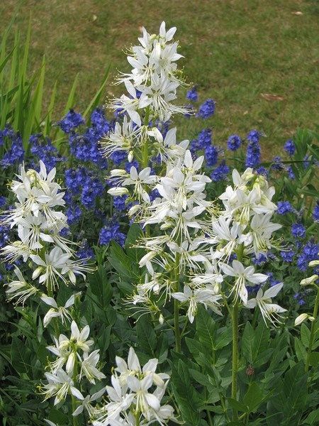 Gas Plant Seeds ~ Dictamnus Albus ~ Mixed Colors ~ Flowers ~ Garden ~ Plants