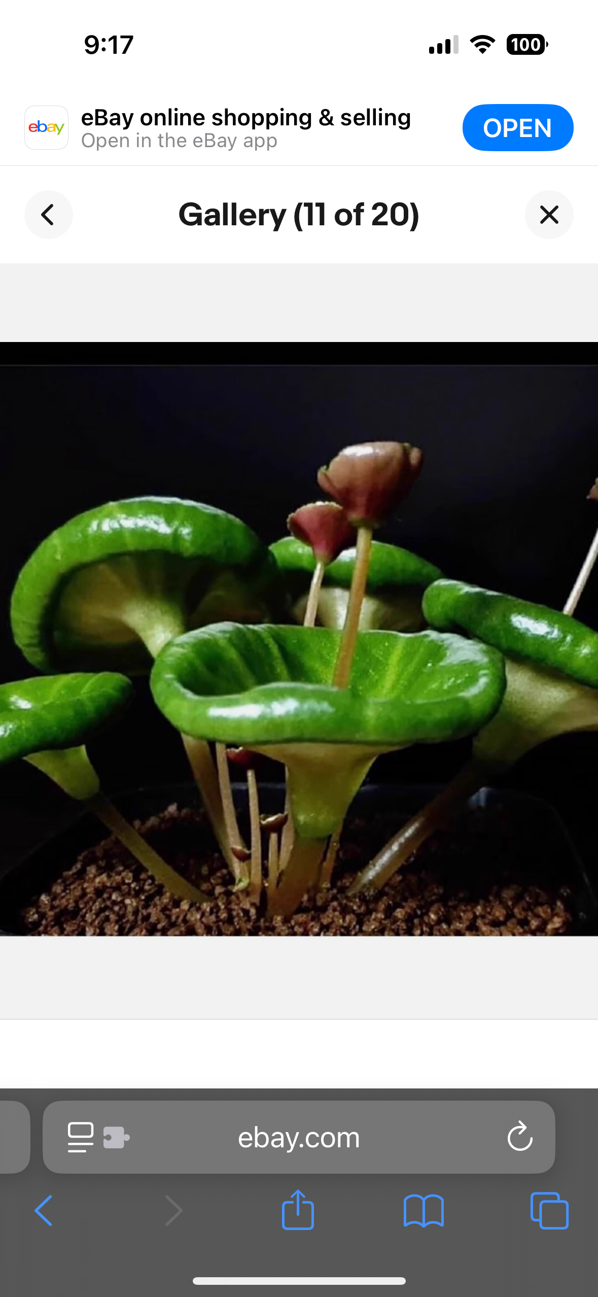 Rare Crassula Umbella Semillas Seeds ~ 'Wine Cup' ~ Flowers ~ Succulents ~ Plants ~ Garden ~ Grow Your Own ~ Easy Care