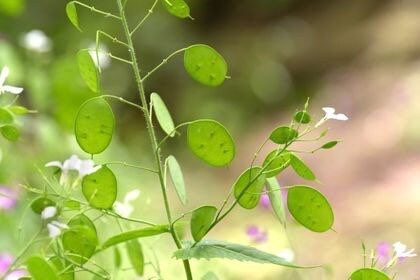 Money Plant Seeds ~ Lunaria Annua Violet ~ Grow Your Own ~ Spring Flowers ~ Instead of Flowers