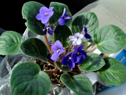 Trailing African Violet Seeds ~ Saintpaulia ~ Indoor Plant ~ House Plants ~ Christmas Presents ~ Holiday Gifts ~ Stocking Stuffers