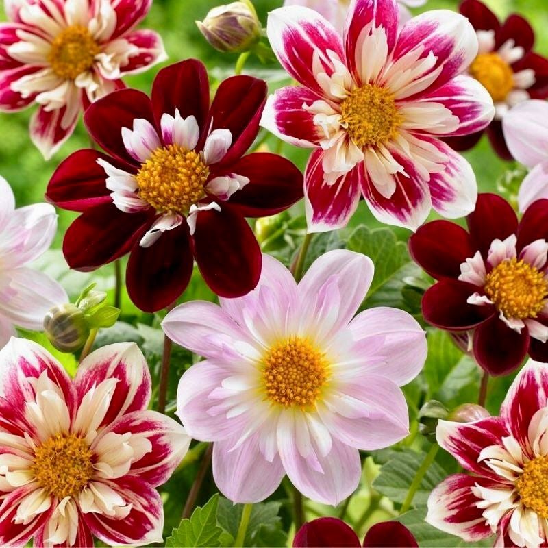 garden dahlia seeds Dandy Mix Dahlia Seeds ~ Plants ~ Garden ~ Grow Your Own ~ Spring Flow – Your Plant Bitch