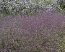 Purple Love Grass Seeds ~ Eragrostis Spectabilis ~ Unusual ~ Garden ~ Dried Flowers ~ Boho ~ Bouquets