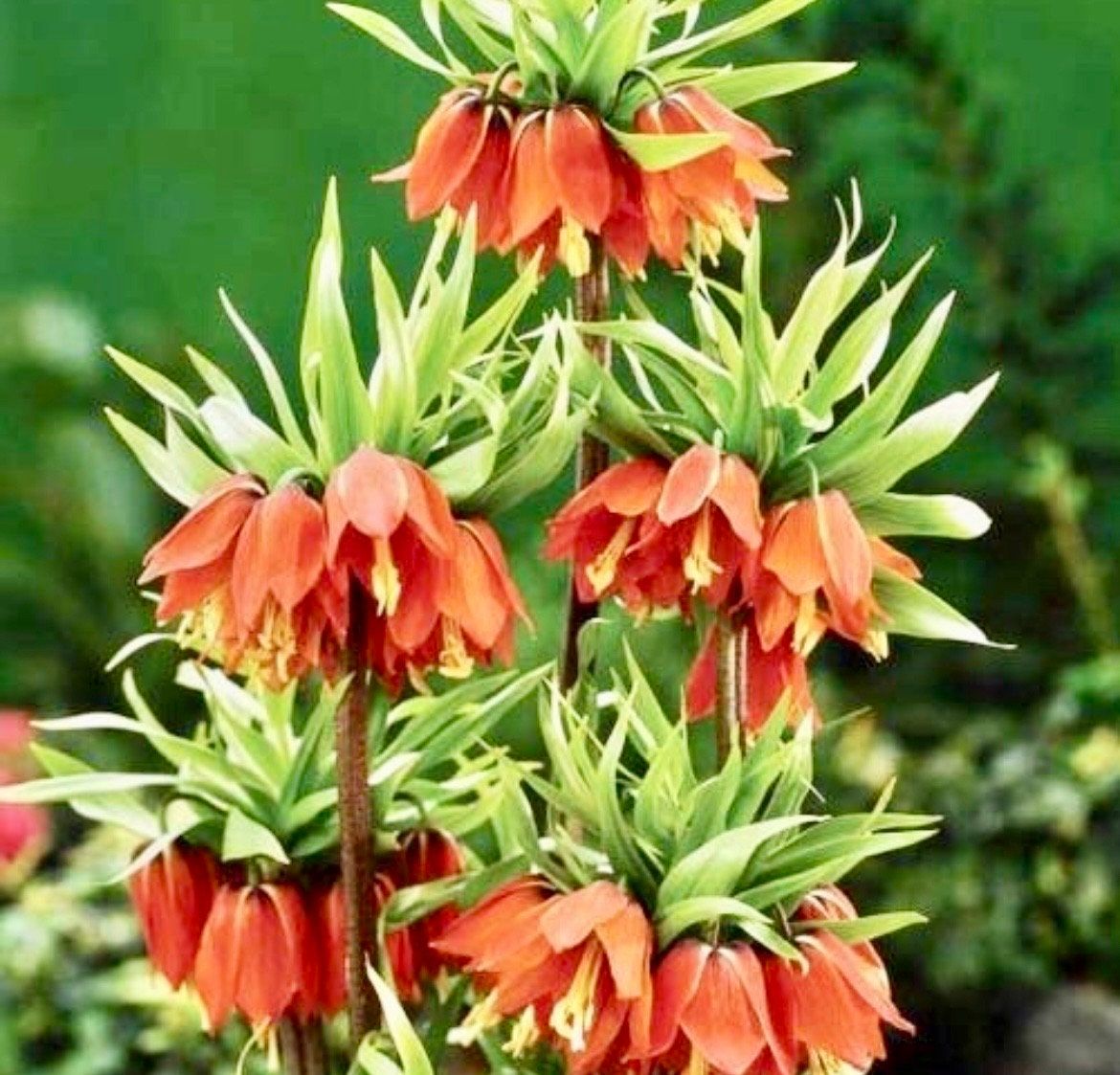 Red Crown Imperialis Seeds ~ Fritillaria Rubra ~ Exotic ~ Unique ~ Fun ~ Bees ~ Butterflies ~ Beautiful Flowers ~ Dr Seus