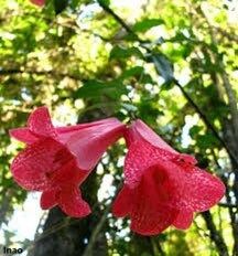 Lapageria Rosea Vine Seeds ~ Chilean Bellflower ~ Rare ~ Grow Your Own ~ Spring Flowers ~