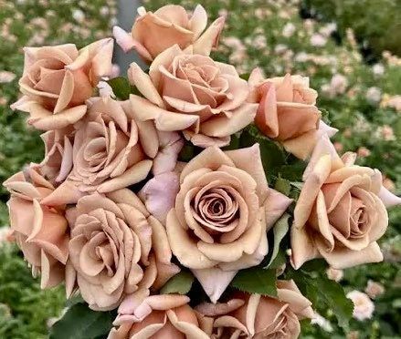 Hot Chocolate Rose Seeds ~ Flower Bush ~ Perennial Flowers ~ Roses ~ Fragrance ~ Bouquet ~ Wedding ~ Flowers