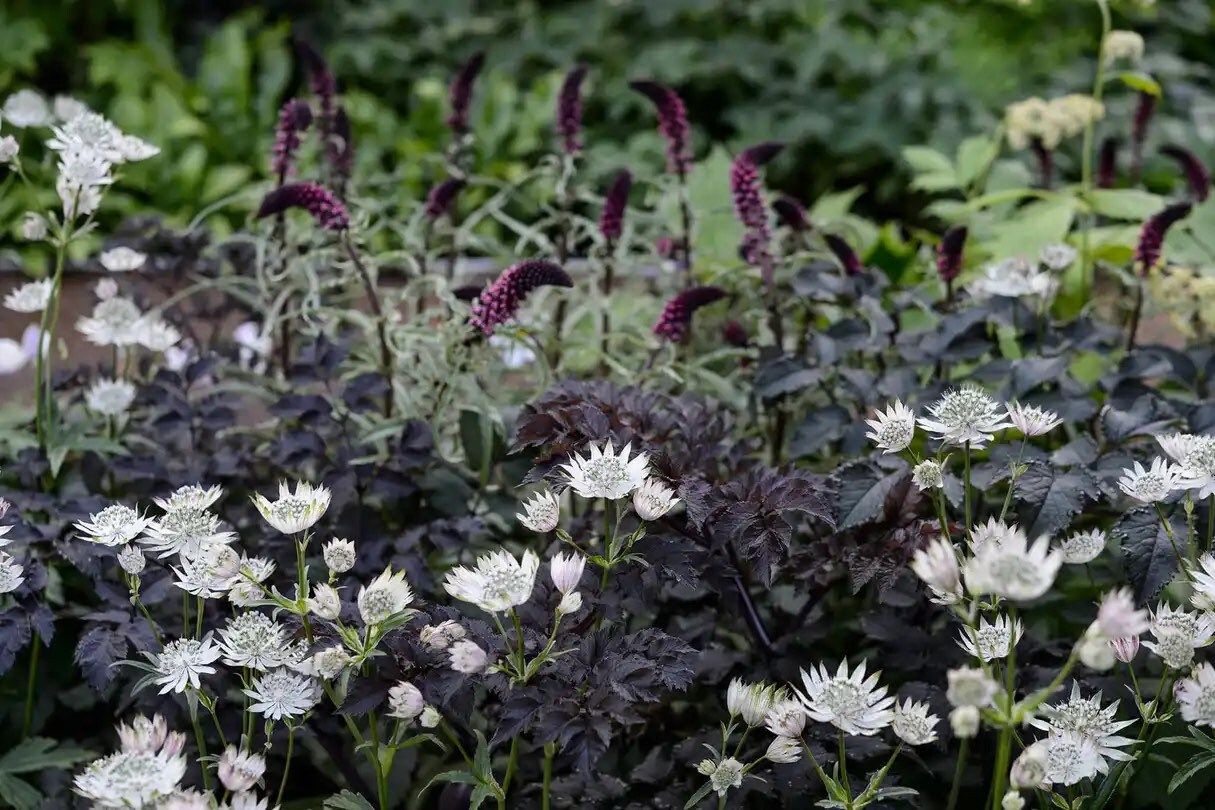 Rosea Astrantia Major Seeds ~ 'Star of Billion' ~ The Great Masterwort ~ Garden ~ Grow Your Own ~ Spring Flowers ~ Instead of Flowers