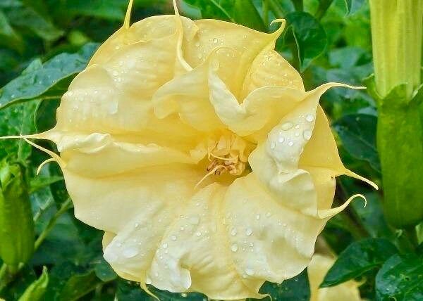 Double Datura Golden Queen Seeds ~ Devil’s Trumpet ~ Datura Metel ~Datura Golden Queen ~ Chlorantha ~ Moonflower