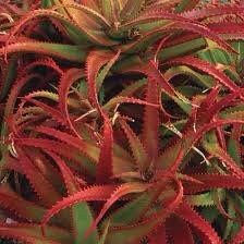 Variety Mixed Rare Aloe Seeds ~ Grow Your Own ~ Spring Flowers ~ Instead of Flowers ~ Succulents ~ Easy Care ~ Rare ~ Colorful ~ Helps  Cuts