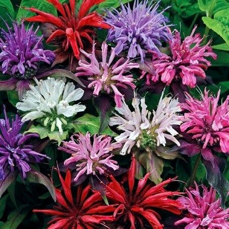 Mixed Bee Balm Seeds ~ Monarda Didyma ~ Bees ~ Spring Time ~ Grow Your Own ~ Spring ~ Flowers