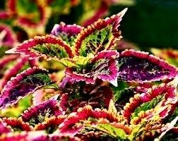 Rainbow Striped Coleus Seeds ~ Coleus Blumei ~ Plants ~ Garden ~ Grow Your Own ~ Spring Flowers ~ Instead of Flowers ~ Flowers ~ Houseplants