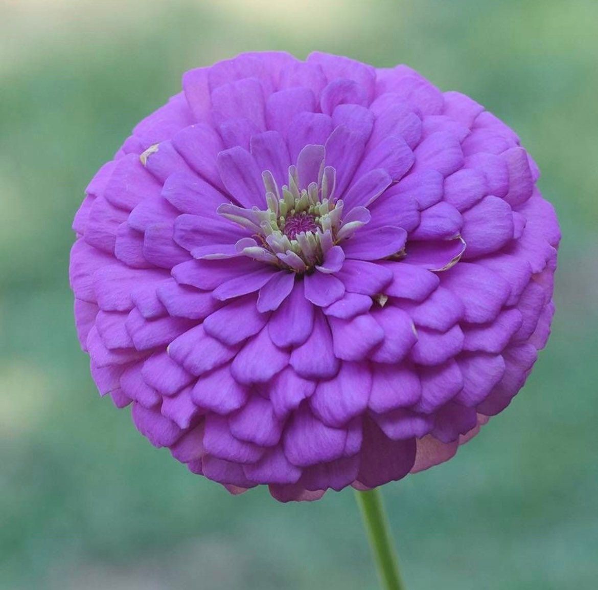 Zinnia “Zinderella” Lilac Seeds ~ Flower Seeds ~ Plants ~ Garden ~ Spring Flowers ~ Bouquet ~ Flowers ~ Fresh Cut Flowers