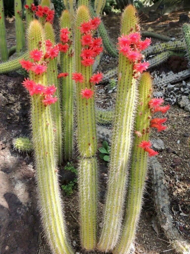 Cleistocactus Samaipatanus Seeds ~ Succulent ~ Cacti ~ Cárdenas ~ Cool Flowers ~ Rare ~ Easy Care