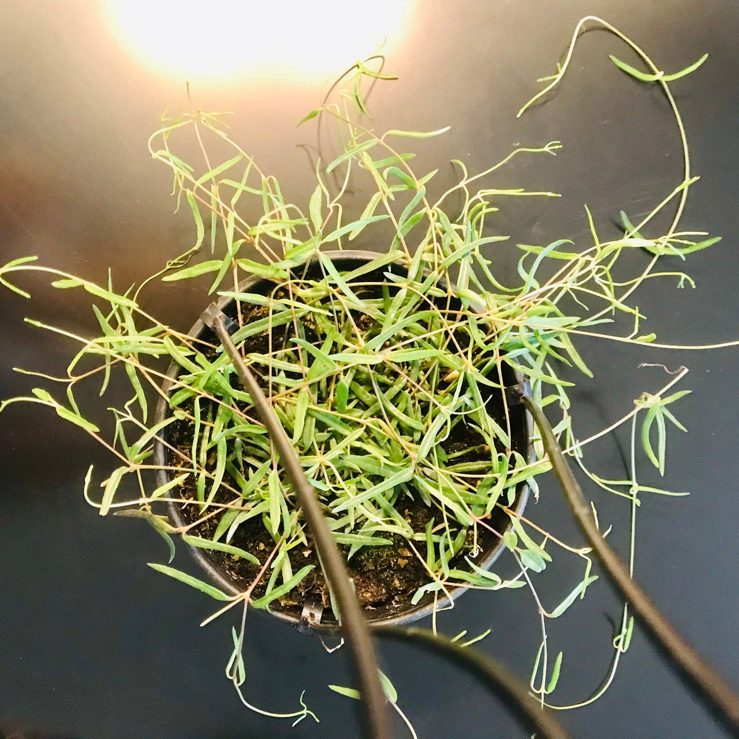 Hanging String of Needles ~ Ceropegia Linearis ~ Agnes ~ Succulent ~ Hanging Houseplant