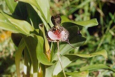 Black Dracula Orchid Seeds ~  Dracula Benedictii ~ Exotic ~ Vampire ~ Black