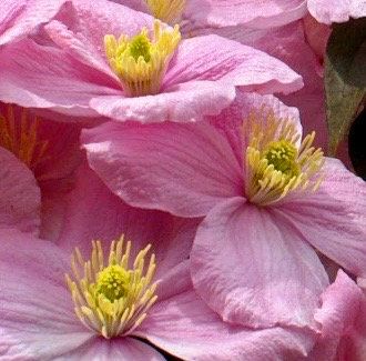 Pink Fragrant Spring Clematis Seeds ~ Montana ~ Fragrance Flowers ~ Vanilla ~ Garden ~ Grow Your Own ~ Spring Flowers ~ Instead of Flowersu