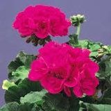 Violet Geranium Seeds ~ Pelargonium Fl Violet ~ Garden ~ Grow Your Own ~ Spring Flowers ~ Instead of Flowers ~ Flowers