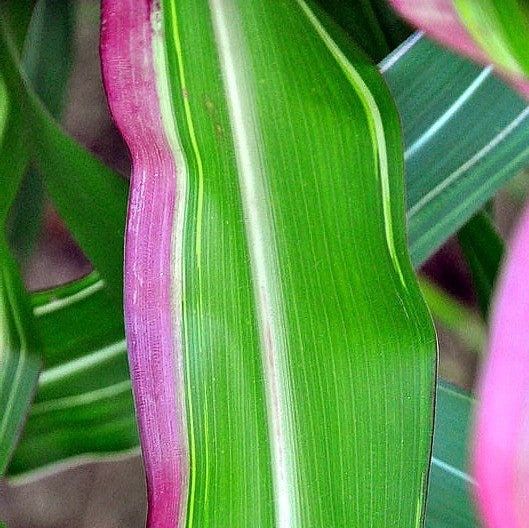 Zea Japonica Variegated Seeds ~ Japanese Corn ~ Ornamental Maize ~ Plants ~ Decorative ~ Decoration ~ Autumn ~ Thanksgiving ~ Exotic ~ Craft