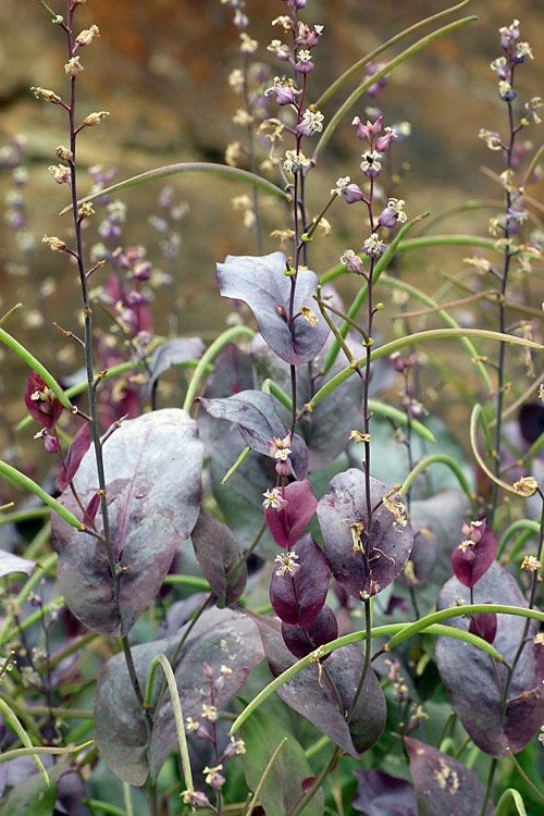 Streptanthus Farnsworthianus Seeds ~ Farnsworth’s Jewel Flower ~ Blooms ~ Climbing Perennial ~ Grow Your Own ~ Spring