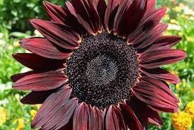 Chocolate Cherry Sunflower Seeds ~ Helianthus Annuus ~ Pretty Flowers ~ Garden ~ Fall ~ Heirloom Seeds ~ Autumn