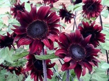 Rare Red Wave Sunflower Seeds ~ Helianthusds ~ Pretty Flowers ~ Garden ~ Fall ~ Heirloom Seeds ~ Autumn