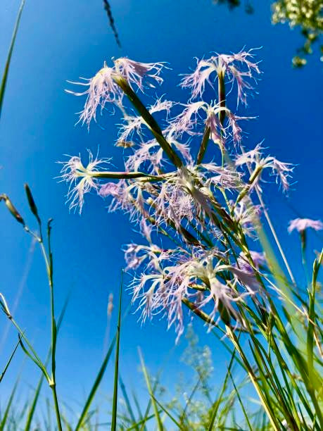 pink wildflower seeds Dianthus Superbus Seeds ~ Fringed Pink ~ Grow Your Own ~ Pretty Flower – Your Plant Bitch