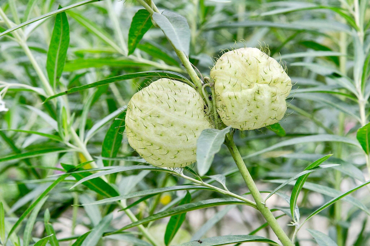 Hairy Balls Seeds ~ Jewels OG ~ Gomphocarpus Physocarpa ~ Balloon Plant ~ Milkweed Plants ~ Garden ~ Grow Your Own ~ Spring Flowers