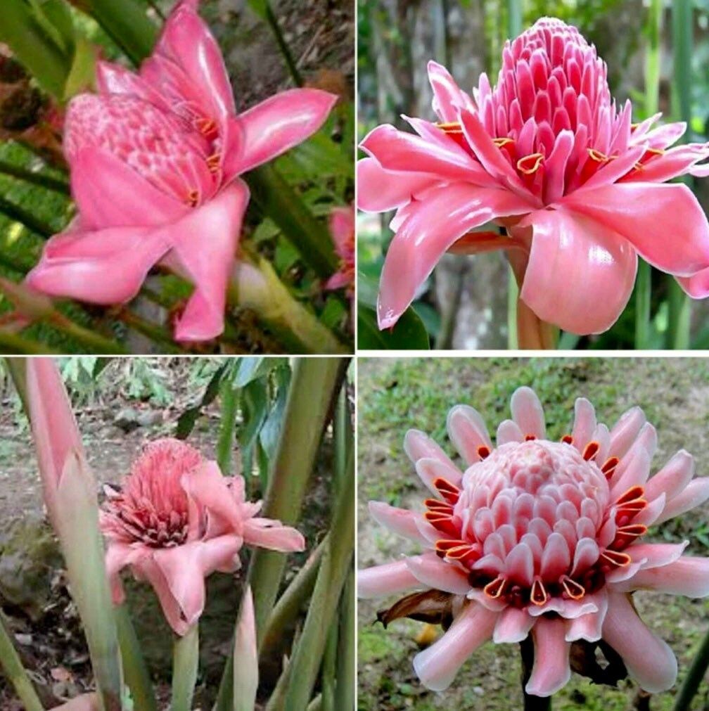 Pink Ginger Torch Seeds ~ Etlingera Elatior ~ Exotic ~ Cut Flowers ~ Flowering Blooms ~ Unique Flowers ~ Bouquets ~ Tropical