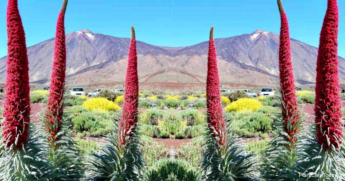 Tower of Jewels Flower Seeds ~ Echium Wildpretii ~ Snake Head ~ Unique ~ Rare ~ Exotic ~ Garden ~ Grow Your Own ~ Plant