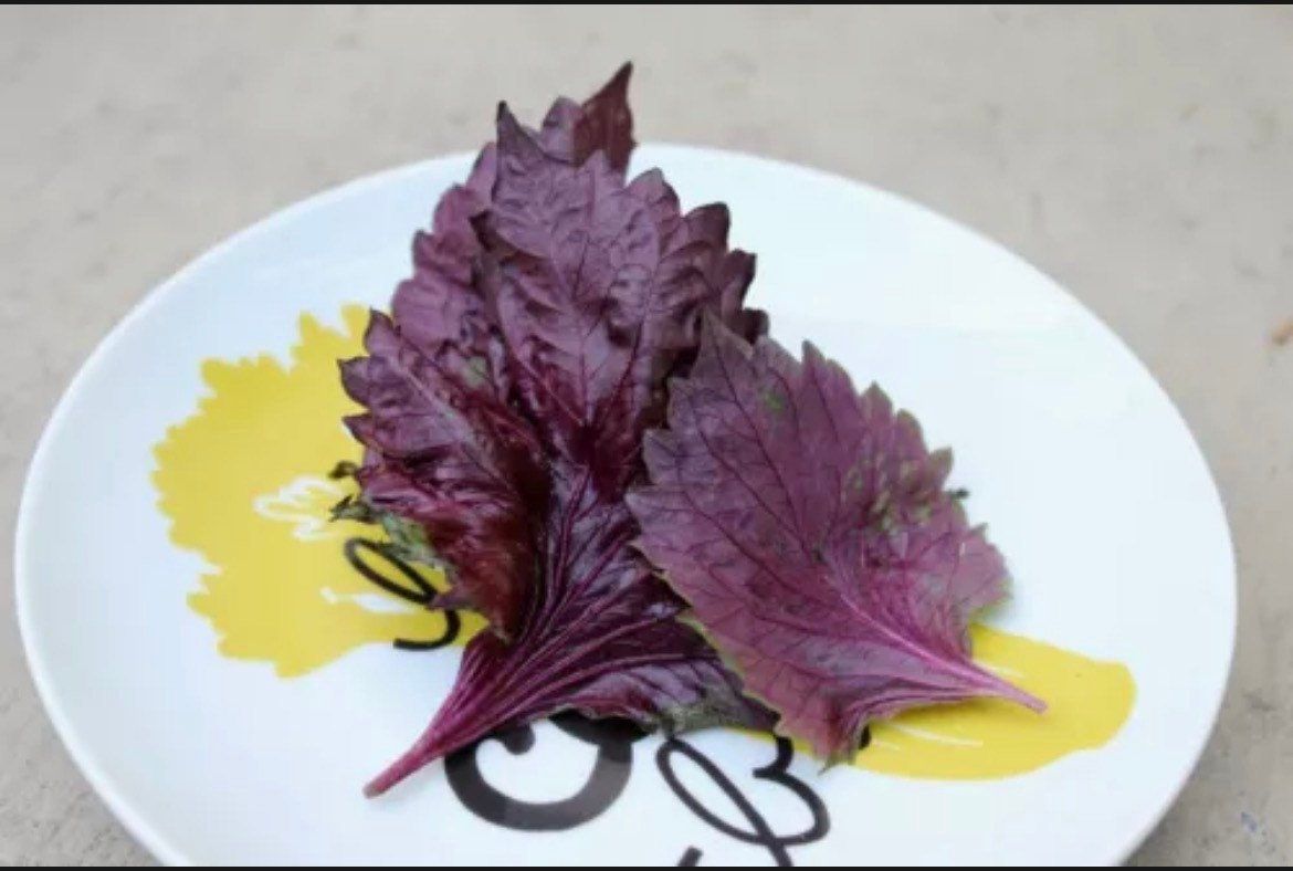 Purple Shiso Seeds ~ Perilla Frutescens ~ Japanese Basil ~ Zi Su ~ Garnish ~ Purple Basil ~ Red Mint