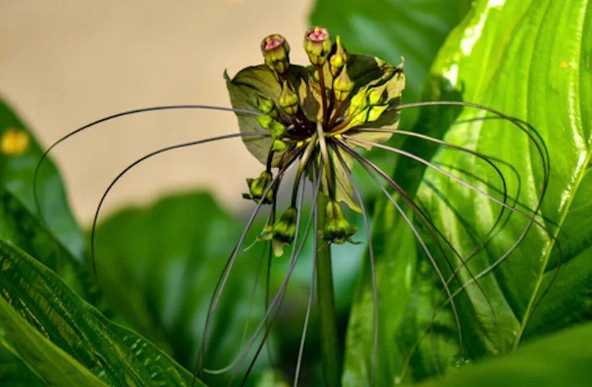 Rare Green Tacca Chantrieri Seeds ~ Black Bat Flower ~ Black Lily ~ Bat ~ Devil’s Flower ~ Exotic Flower ~ Unusual Flowers