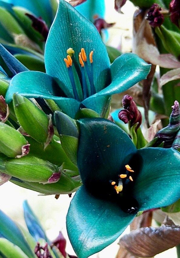 Rare Sapphire Tower Seeds ~ Puya Alpestris ~ Puya Alpestris Gaytic ~ Exotic ~ Beautiful ~ Jade