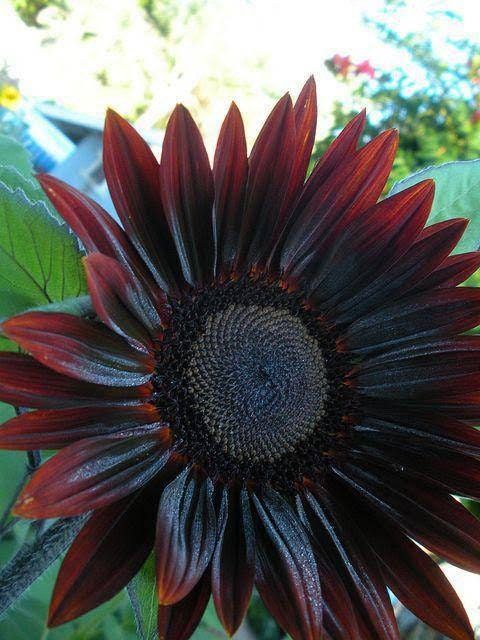 Chocolate Cherry Sunflower Seeds ~ Helianthus Annuus ~ Pretty Flowers ~ Garden ~ Fall ~ Heirloom Seeds ~ Autumn