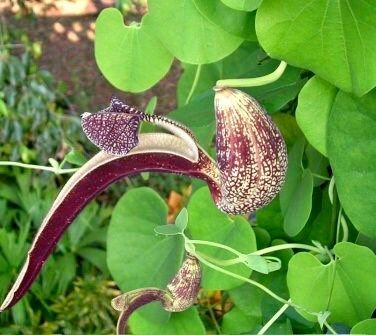 Unique Gaping Dutchman's Pipevine ~ Aristolochia Ringens ~ Bizarre Flowets ~ Plants ~ Cool Flowers ~ Exotic