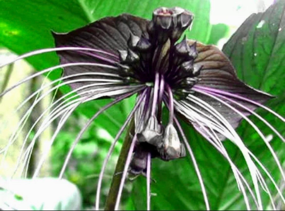 Rare Black Tacca Chantrieri Seeds ~ Black Bat Flower ~ Black Lily ~ Bat ~ Devil’s Flower ~ Exotic Flower ~ Unusual Flowers