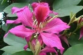 Geranium Orchid Tree Seeds ~ Bauhinia Purpurea ~ Usual Flowers ~ Exotic Flower