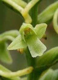 Platanthera Clavellata Seeds ~ Little Club-Spur Bog-Orchid ~ Orchids ~ Usual Flowers ~ Exotic Flower