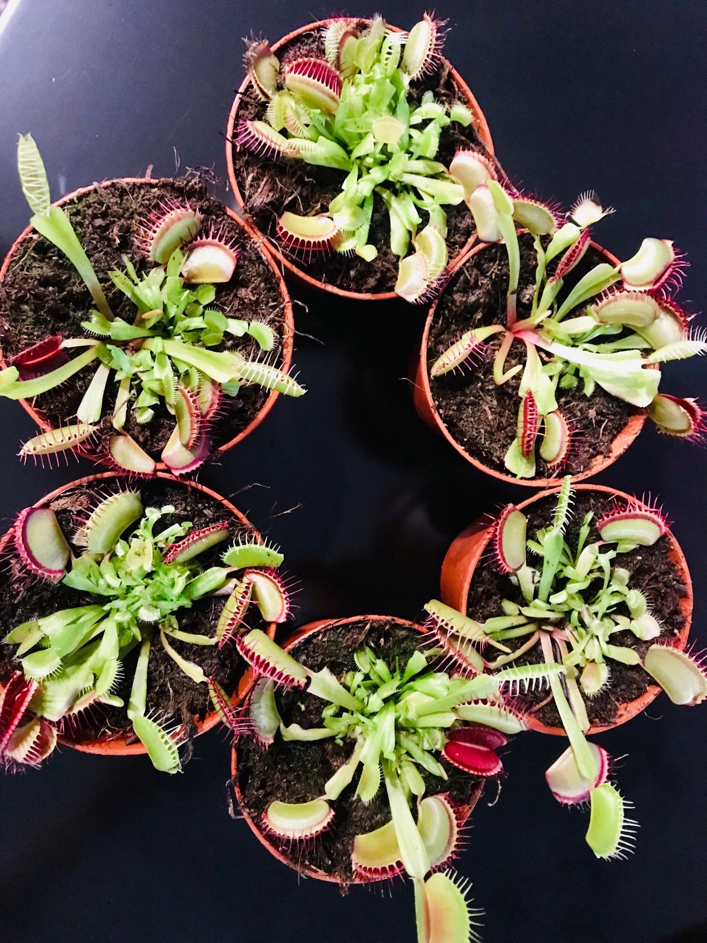 Venus Flytrap Starter Grow Kits~Carnivorous Plants~Science Projects~Grow Your Very Own~Carnivore ~Stocking Stuffers~Holiday Gift Ideas