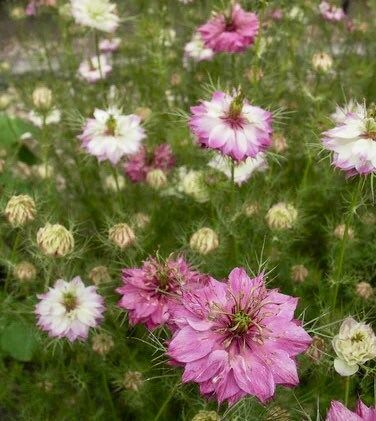 Nigella Miss Jekyll Rose Seeds ~ Love-in-the-Mist ~ Spring Flowers ~ Spring Time ~ Bouquets ~ Fresh Flowers