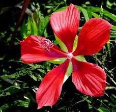 Red Star Water Hibiscus Seeds ~ Hibiscus Coccineus ~ Scarlet Hibiscus ~ Scarlet Rosemallow ~ Wildflowers ~ Butterflies ~ Bees ~ Blooms