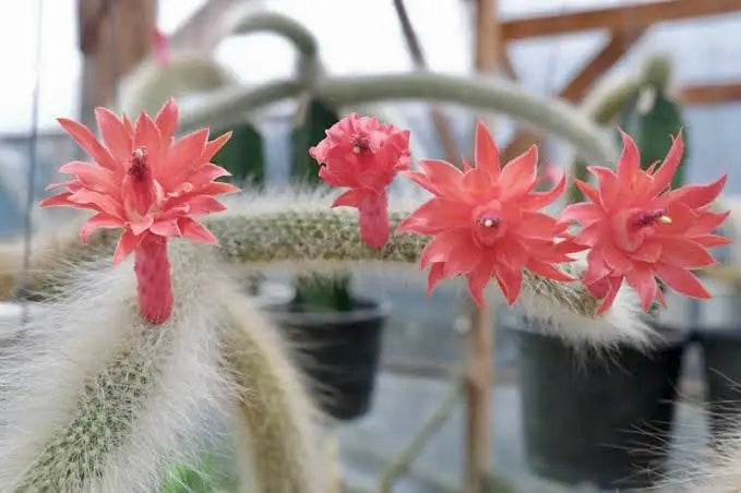 monkey tail succulent Monkey Tail Cactus Seeds ~ Cacti ~ Grow Your Own ~ Spring Flowers ~ In – Your Plant Bitch