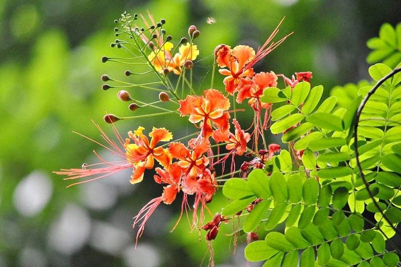 Caesalpinia Pulcherrima Seeds ~ Poinciana ~ Peacock Flower ~ Pride of Barbados ~ Exotic ~ Flowers ~ Garden ~ Plant ~ Flowers ~ Seeds