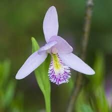 Pogonia Ophioglossoides Seeds ~ Snakemouth Orchids ~ Rose Pogonia ~ Exotic ~ Swamp ~ Unique ~ Pink ~ Flowers ~ Orchid