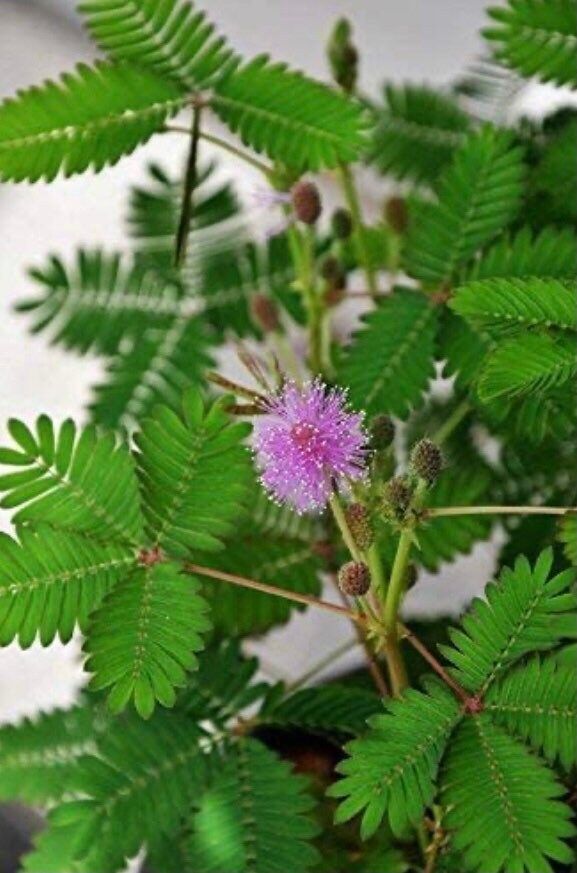 BIG Sensitive Plant Starter Grow Kit~RARE Mimosa Pudica Plant~Touch-Me-Not~Sleepy Plant~Shame Plant~Party Favors~Stocking Stuffers